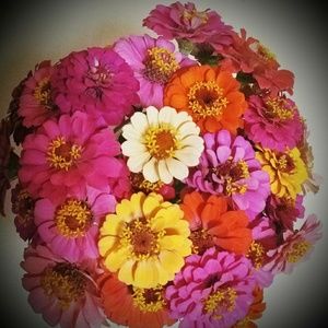 Meet your Posher, Ellen